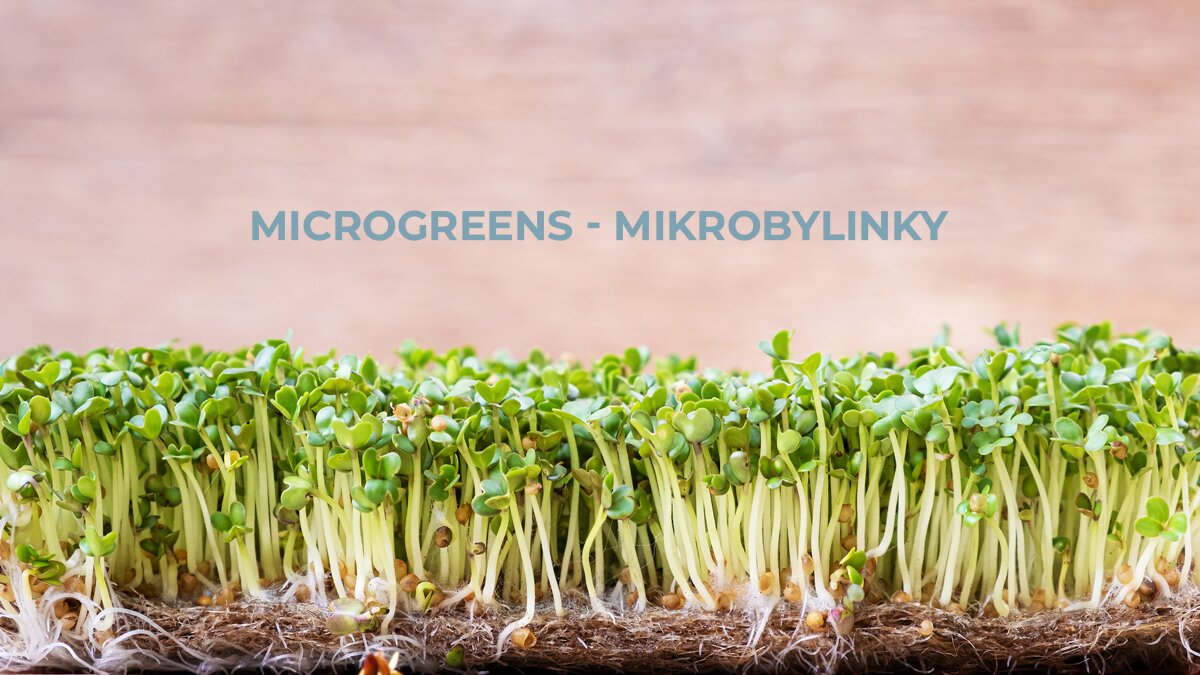 Microgreens: vypestujte si doma mikrobylinky rýchlo a jednoducho